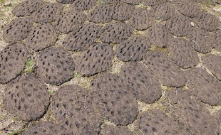 Les bouses de vaches séchées se lancent comme des frisbees. Elles sont également sources d'énergie (photo d'illustration)