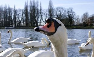 Des cygnes en Grande-Bretagne le 7 mars 2015.