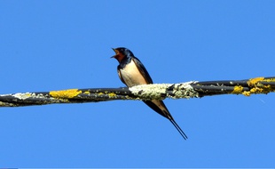 Illustration d'un oiseau migrateur.
