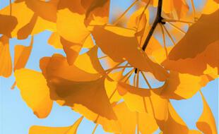 À l’automne, le feuillage caduc du Ginkgo prend une teinte jaune d’or de toute beauté