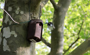 Un nichoir dans le parc aux Angéliques à Bordeaux