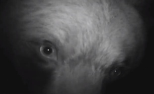 Les caméras installés par deux amis en Ariège ont pu filmer de très près des ours en balade.