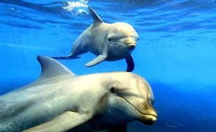 Des dauphins dans un parc aquatique en Australie.