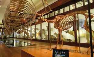 Le museum recoit le projet Museomix