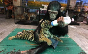 Un singe chimpanzé nourrit un bébé tigre