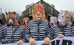 Des militants déguisés en animaux prisonniers de cirques et enchaînés devant la mairie de Strasbourg.
