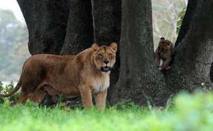 Les autorités kényanes ont abattu jeudi une lionne qui s'était échappée du parc national de Nairobi et rôdait, avec ses quatre lionceaux, dans le voisinage du parc à une quinzaine de km du centre de la capitale kényane