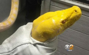 Un client a été arrêté après avoir introduit un python dans un restaurant de Los Angeles.