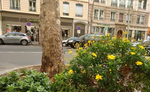Un pied d'arbre fleuri avenue Jean-Jaurès à Lyon.