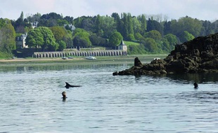 Des plongeurs ont tenté d’accompagner le dauphin jeudi dernier. En vain.