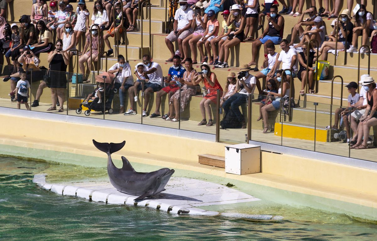 Zoo de Beauval : Un projet « démentiel » va accueillir les dauphins de Planète sauvage et probablement ceux de Marineland