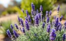 À quel moment tailler la lavande en été ? Mode d’emploi pour une floraison réussie jusqu’à l’automne