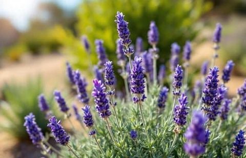 À quel moment tailler la lavande en été ? Mode d’emploi pour une floraison réussie jusqu’à l’automne