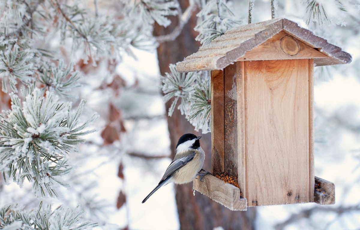 Nichoir à Mésanges, Cabane à Oiseaux