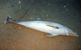 Un des trois dauphins retrouvés morts, lestés et noyés dans la calanque de Morgiou, le 3 octobre 2011.