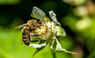 L'apport des abeilles sauvages dans la pollinisation des cultures est évalué à plus de 3.250 dollars (2.880 euros) par hectare et par an