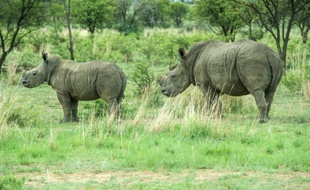 Au moins 1.338 rhinocéros ont été braconnés en Afrique en 2015