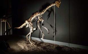 Illustration d'un oviraptor.