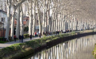 D'icii la fin de l'année 2015 13.850 des 42.000 platanes qui bordent le Canal auront été abattus.