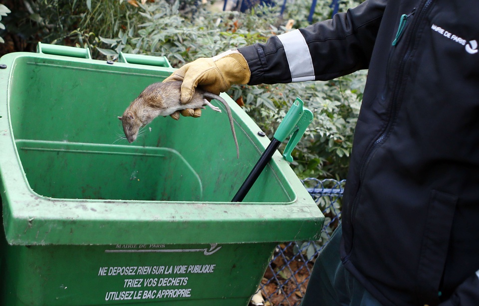 À BON CHAT BON RAT 960x614_operation-deratisation-paris-2016