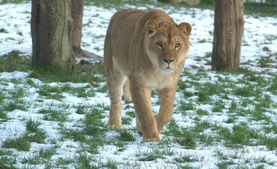 Une lionne marche dans la neige le 3 février 2015 au zoo de la Bourbansais, au nord de Rennes.