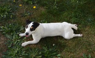 Un chien « Jack Russel » (Illustration).