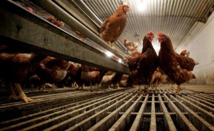 Environ 51 millions de poules pondeuses vont se retrouver hors-la-loi l'an prochain, car elles sont tenues dans des cages non aménagées, ce qui risque d'aboutir à l'ouverture de procédures d'infraction contre au moins onze Etats de l'UE, a annoncé lundi la Commission européenne