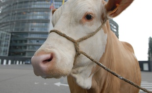 Illustration. Une vache devant le parlement Européen. le 16 05 06