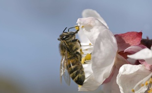 Une abeille qui butine. Illustration.