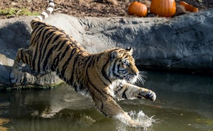 Un tigre de Sibérie au zoo de Hambourg, en Allemagne, où était né Yurij. (illustration)
