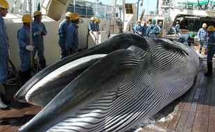 Une baleine sur le pont d'un bateau japonais pendant une campagne de pêche de recherche dans le nord-ouest de l'Océan pacifique, en 2013