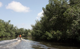 Le parc national d'Akanda, au nord de Libreville, a été créé pour protéger la mangrove.