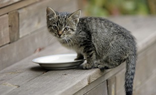 Certains propiétaires d'animaux choisissent de leur préparer eux-mêmes à manger.