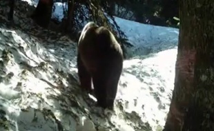 Un ours dans les Pyrénées françaises en 2013
