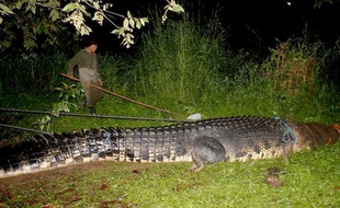 Ce crocodile marin de 6,40 mètres attrapé aux philippines le 4 septembre 2011 serait le plus gros jamais capturé