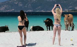 En mai dernier, une touriste s'est faite encorner en faisant une photo.