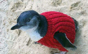 Un manchot dont s'occupe la Penguin Foundation, en mars 2014.