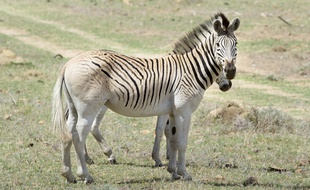 Des quaggas, une sous-espèce du zèbre, qui broutent au pied des montagnes escarpées du Cap occidental, en Afrique du Sud