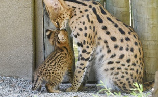 Un serval et son petit (illustration).