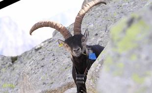 Pitou, le bouquetin solitaire des Pyrénées, a été retrouvé mort sur le versant espagnol.