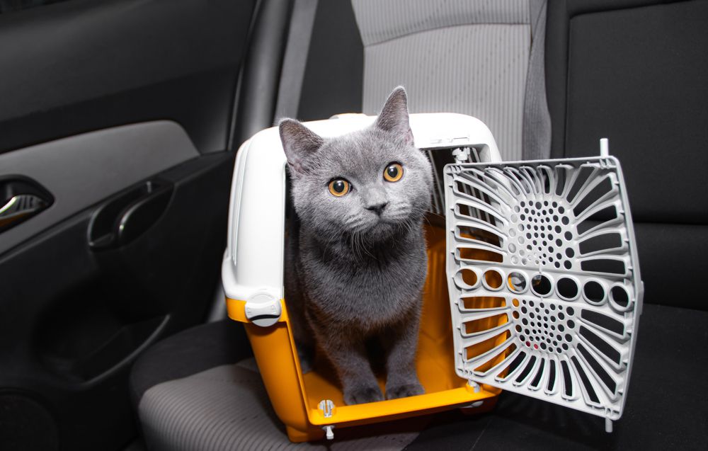 Sac ou cage de transport pour chat hot sale