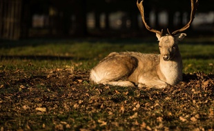 Un cerf, illustration.