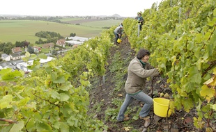 les vendanges sur le terril d'Haillicourt.