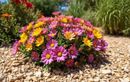 Il est urgent d’adopter ces plantes locales ultra-résistantes pour un jardin fleuri et sans arrosage tout l’été