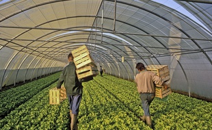 Illustration de la culture de salades chez un maraîcher dans la Sarthe.