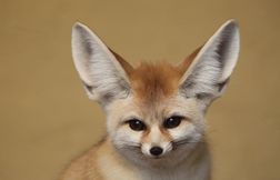 Quels animaux sont des experts en survie ?
