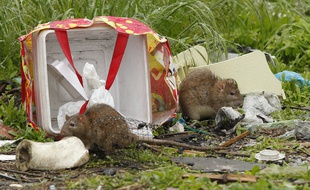 L'adolescente a été attaquée par des rats (illustration).