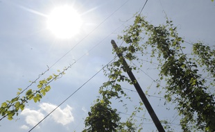 Alsace: Soleil et grosse chaleur provoquent un épisode de pollution à l'ozone (Illustration)