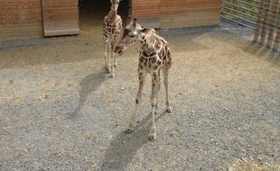 Des girafes du zoo des 3-Vallées, dans le Tarn.