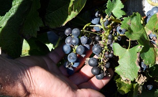 Près de 7 tonnes de raisins ont été volées.